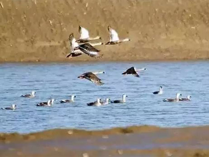 上海崇明東灘鳥類國家級自然保護區互花米草生態控制與鳥類棲息地優化工程2標